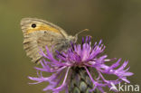 Dusky Meadow Brown (Hyponephele lycaon)