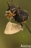 Dusky Meadow Brown (Hyponephele lycaon)