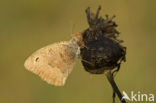 Grauw zandoogje (Hyponephele lycaon)