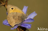 Grauw zandoogje (Hyponephele lycaon)