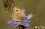 Grauw zandoogje (Hyponephele lycaon)