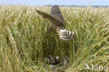 Montagu’s Harrier (Circus pygargus)