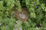 Montagu’s Harrier (Circus pygargus)