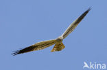 Montagu’s Harrier (Circus pygargus)