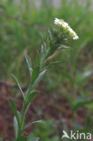 Grijskruid (Berteroa incana)