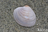 Grey Carpet-shell (Venerupis senescens) 