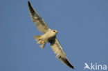 Grijze Wouw (Elanus caeruleus)