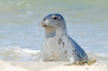 Grey Seal (Halichoerus grypus)