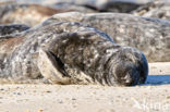 Grey Seal (Halichoerus grypus)