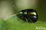 Green Dock Beetle (Gastrophysa viridula)