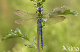 Green Hawker (Aeshna viridis)