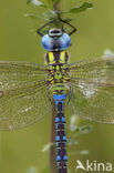 Groene glazenmaker (Aeshna viridis) 