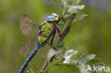 Green Hawker (Aeshna viridis)