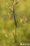 Groene glazenmaker (Aeshna viridis) 