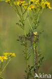 Green Hawker (Aeshna viridis)