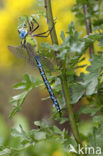 Groene glazenmaker (Aeshna viridis) 