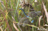 Green Hawker (Aeshna viridis)