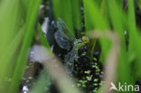 Groene glazenmaker (Aeshna viridis) 