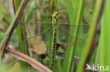 Groene glazenmaker (Aeshna viridis) 