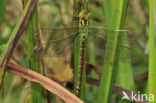 Groene glazenmaker (Aeshna viridis) 