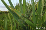 Groene glazenmaker (Aeshna viridis) 