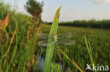 Groene glazenmaker (Aeshna viridis) 