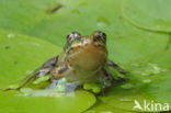 green frog (Rana esculenta 