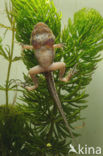 green frog (Rana esculenta 