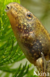 green frog (Rana esculenta 