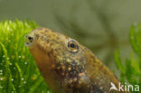 green frog (Rana esculenta 