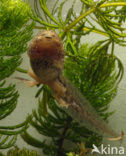 Groene kikker complex (Rana esculenta 