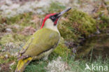 Groene Specht (Picus viridis) 