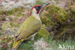 Groene Specht (Picus viridis) 