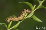 Groot avondrood (Deilephila elpenor)