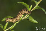 Groot avondrood (Deilephila elpenor)