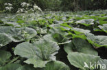 Groot hoefblad (Petasites hybridus)