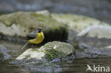 Grote Gele Kwikstaart (Motacilla cinerea)