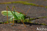 Grote groene sabelsprinkhaan (Tettigonia viridissima)