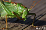 Grote groene sabelsprinkhaan (Tettigonia viridissima)