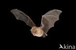 Greater Horseshoe Bat (Rhinolophus ferrumequinum)