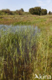 Grote keizerlibel (Anax imperator)