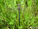 Grote keizerlibel (Anax imperator)