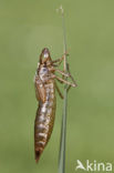 Grote keizerlibel (Anax imperator)