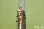 Grote keizerlibel (Anax imperator)