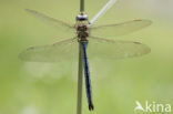 Grote keizerlibel (Anax imperator)