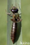 Grote keizerlibel (Anax imperator)