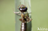 Grote keizerlibel (Anax imperator)