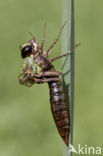 Emperor Dragonfly (Anax imperator)