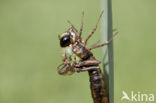 Grote keizerlibel (Anax imperator)