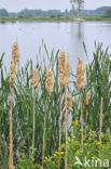 Grote lisdodde (Typha latifolia)